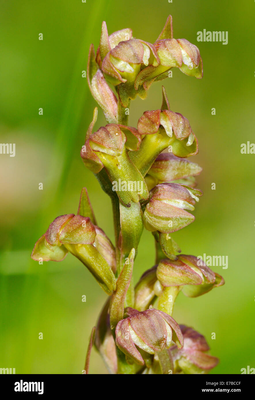Frog - Orchidée Dactylorhiza viride croissant sur les Hébrides extérieures, de "machair" Banque D'Images