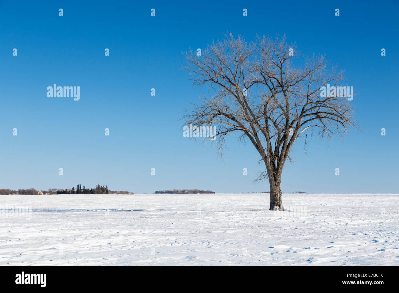 Un arbre isolé sur un terrain couvert de neige dans les prairies près de Myrtle, Manitoba, Canada. Banque D'Images