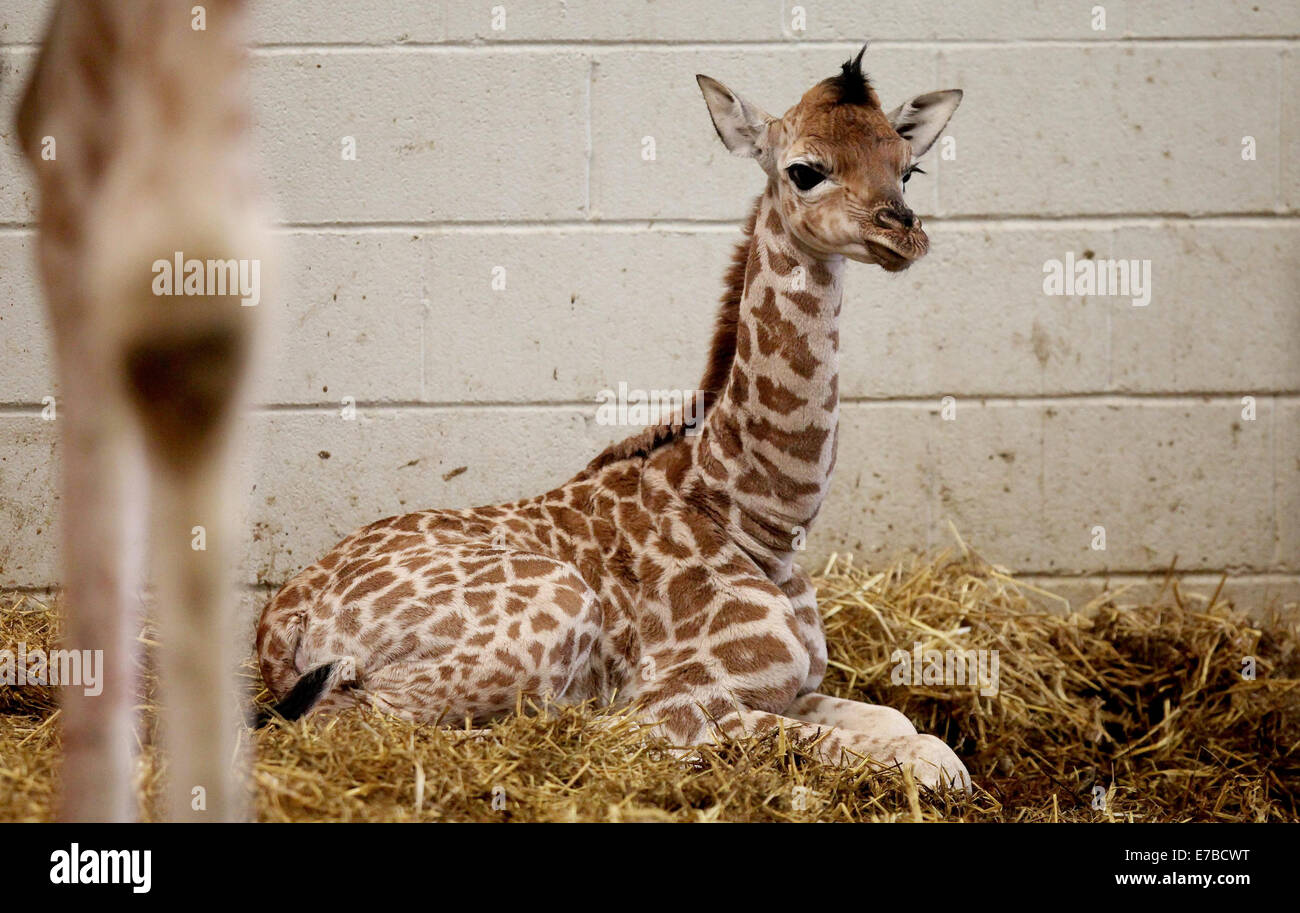 Un nouveau-né bébé girafe Photo Stock - Alamy