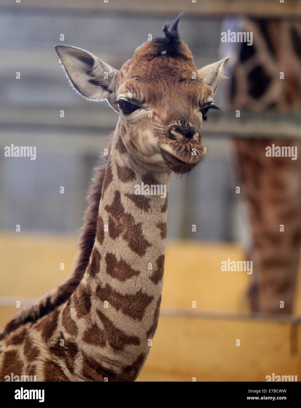 Un Nouveau Ne Bebe Girafe Photo Stock Alamy