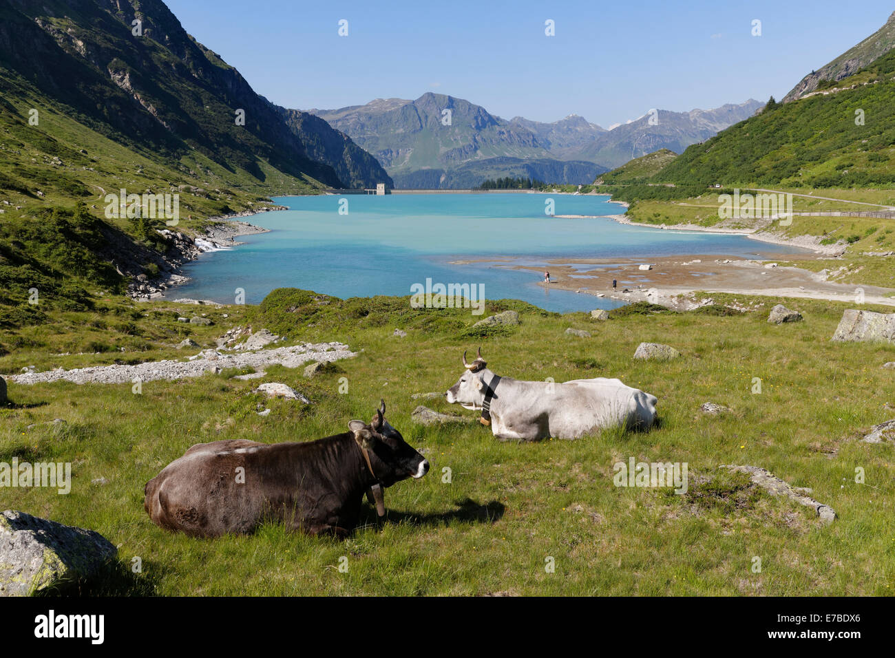 Les vaches en face de Vermunt, Réservoir, Vermunt Montafon, Vorarlberg, Autriche Banque D'Images
