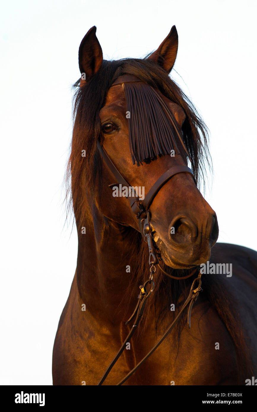 Cheval andalou, Cheval Espagnol pur ou pré cheval, Pura Raza Española, étalon baie avec un Vaquero bridle, Andalousie, Espagne Banque D'Images