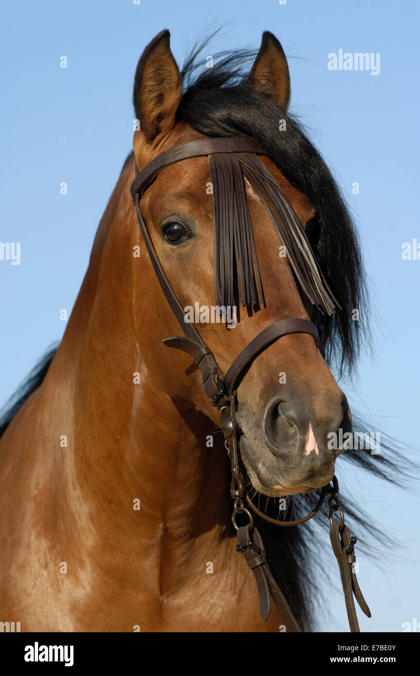 Cheval andalou, Cheval Espagnol pur ou pré cheval, Pura Raza Española, étalon baie avec un Vaquero bridle, Andalousie, Espagne Banque D'Images