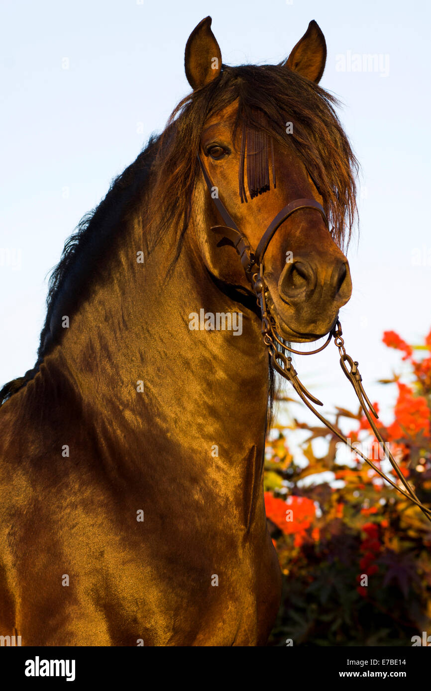 Cheval andalou, Cheval Espagnol pur ou pré cheval, Pura Raza Española, étalon baie avec un Vaquero bridle, Andalousie, Espagne Banque D'Images