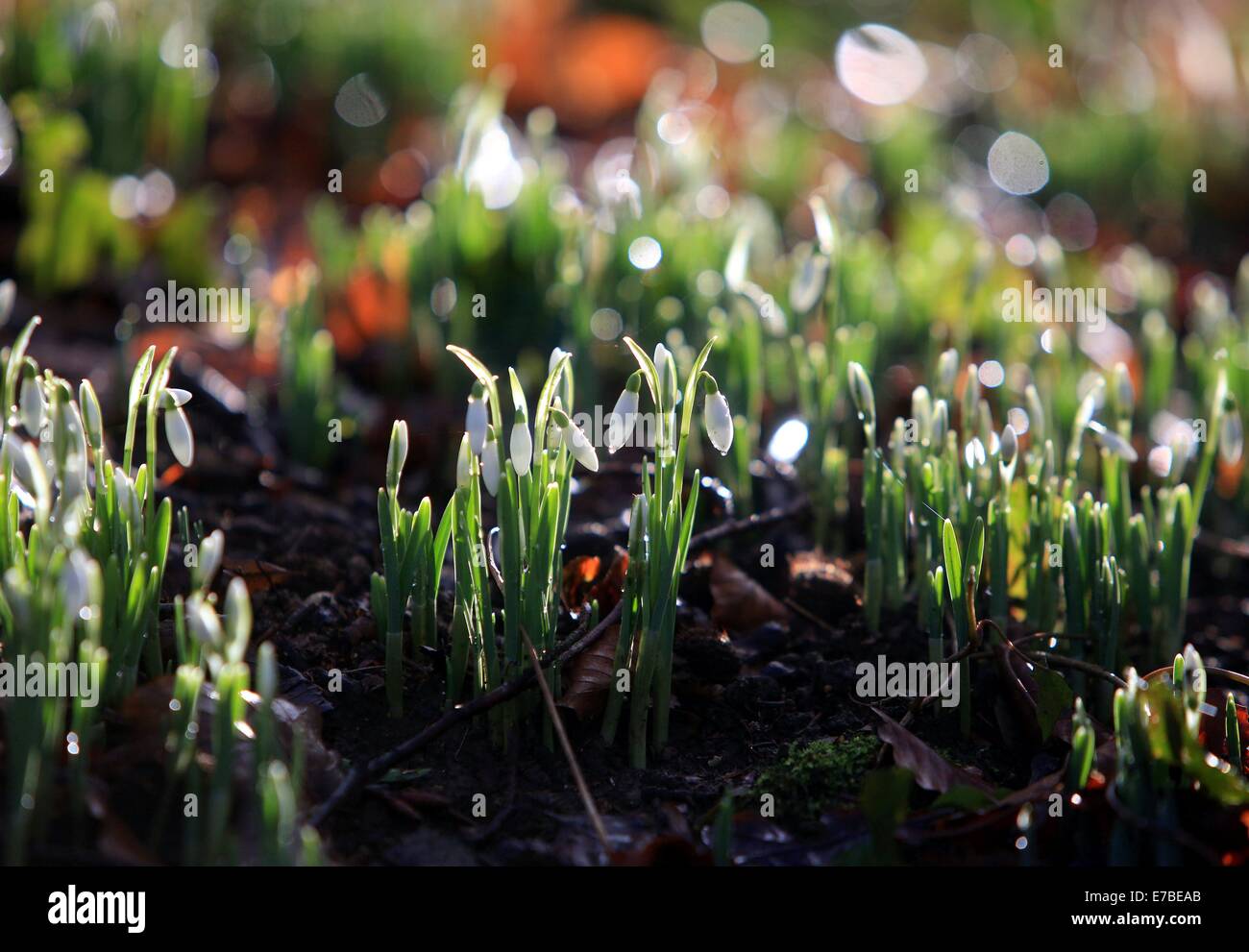 La première de la chute de neige à partir de croître à la Rococo gardens, Painswick, Gloucestershire. 17 janv. 2014 Banque D'Images