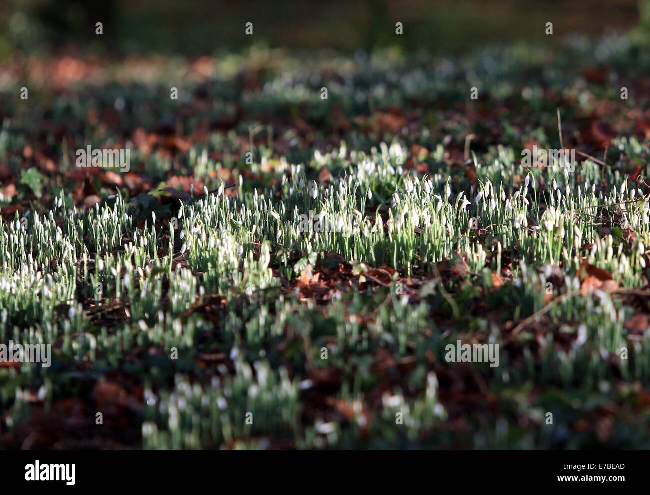 La première de la chute de neige à partir de croître à la Rococo gardens, Painswick, Gloucestershire. 17 janv. 2014 Banque D'Images