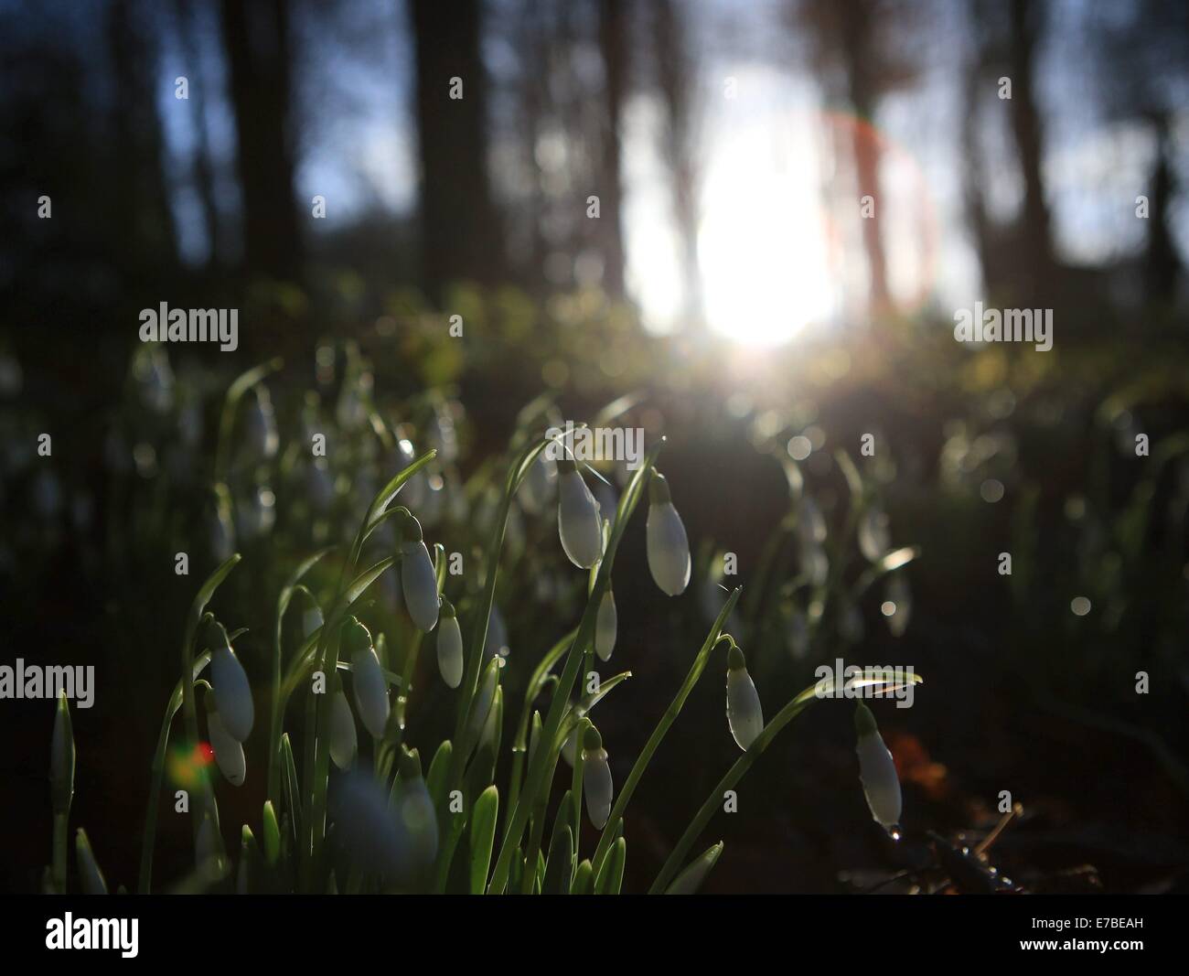 La première de la chute de neige à partir de croître à la Rococo gardens, Painswick, Gloucestershire. 17 janv. 2014 Banque D'Images