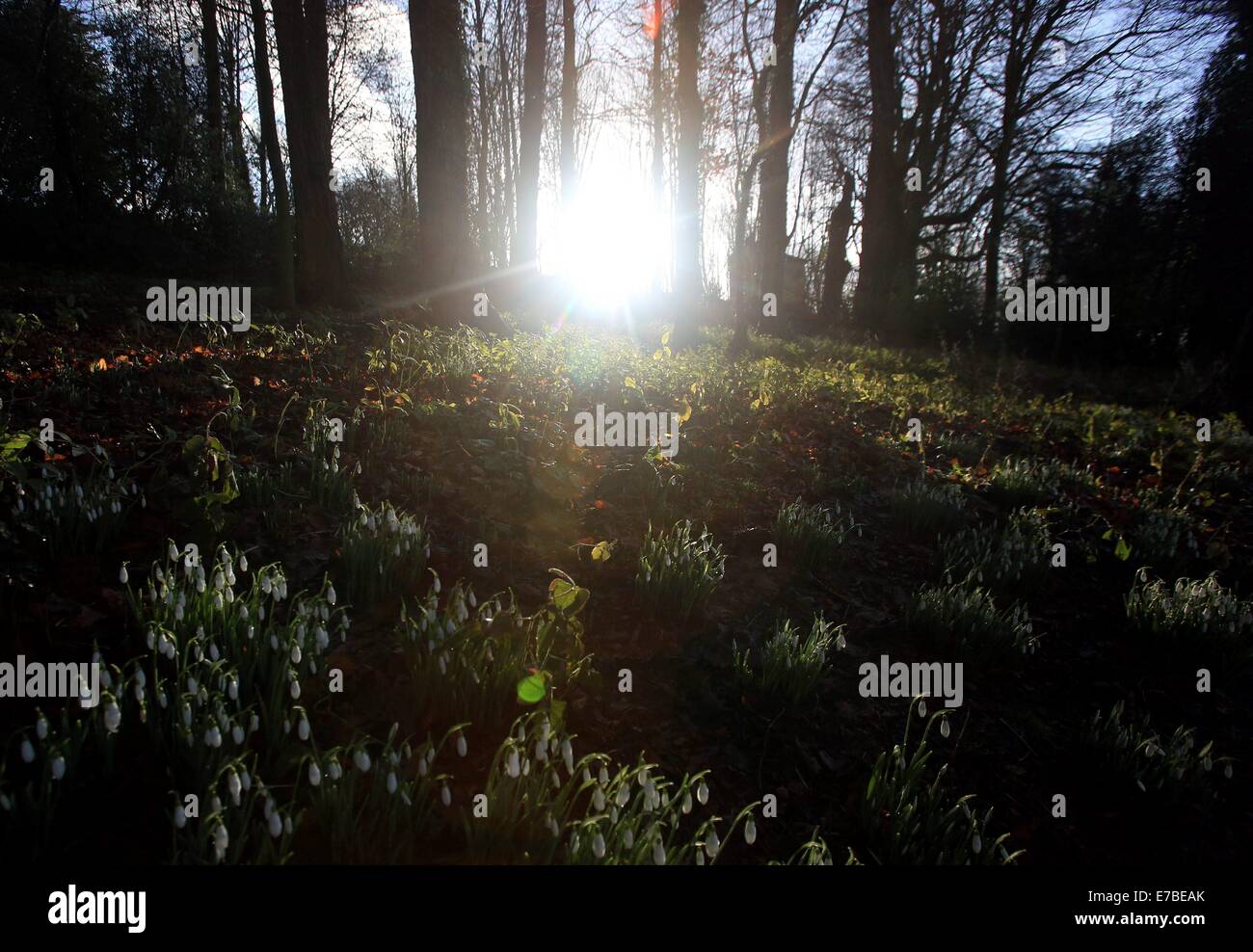 La première de la chute de neige à partir de croître à la Rococo gardens, Painswick, Gloucestershire. 17 janv. 2014 Banque D'Images