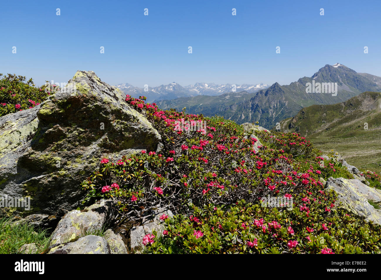 Alpenrose (Rhododendron ferrugineum), à l'Antönier Joch, selle, Montafon, Vorarlberg, Autriche, Rätikon Banque D'Images