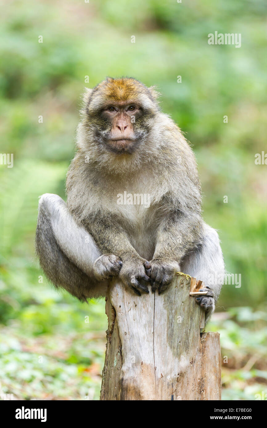 Macaque de Barbarie (Macaca sylvanus), adulte assis sur une souche — free download