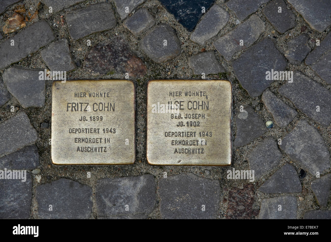 Plaques en laiton ou 'Stolpersteine' commémorant les anciens habitants juifs de chambre à Stralsund, Allemagne. Banque D'Images