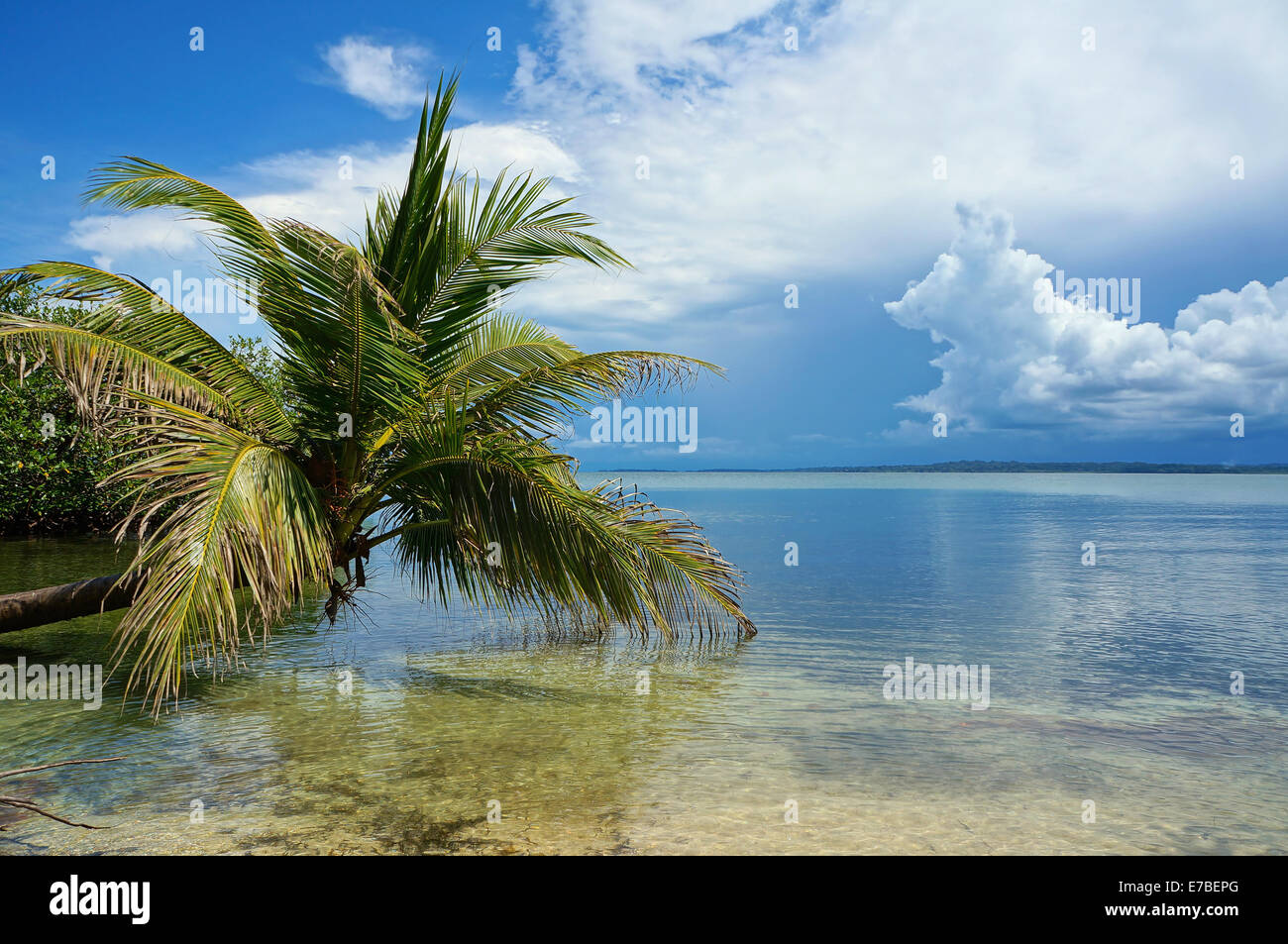 Cocotier penché au-dessus de l'eau calme de la mer des Caraïbes Banque D'Images