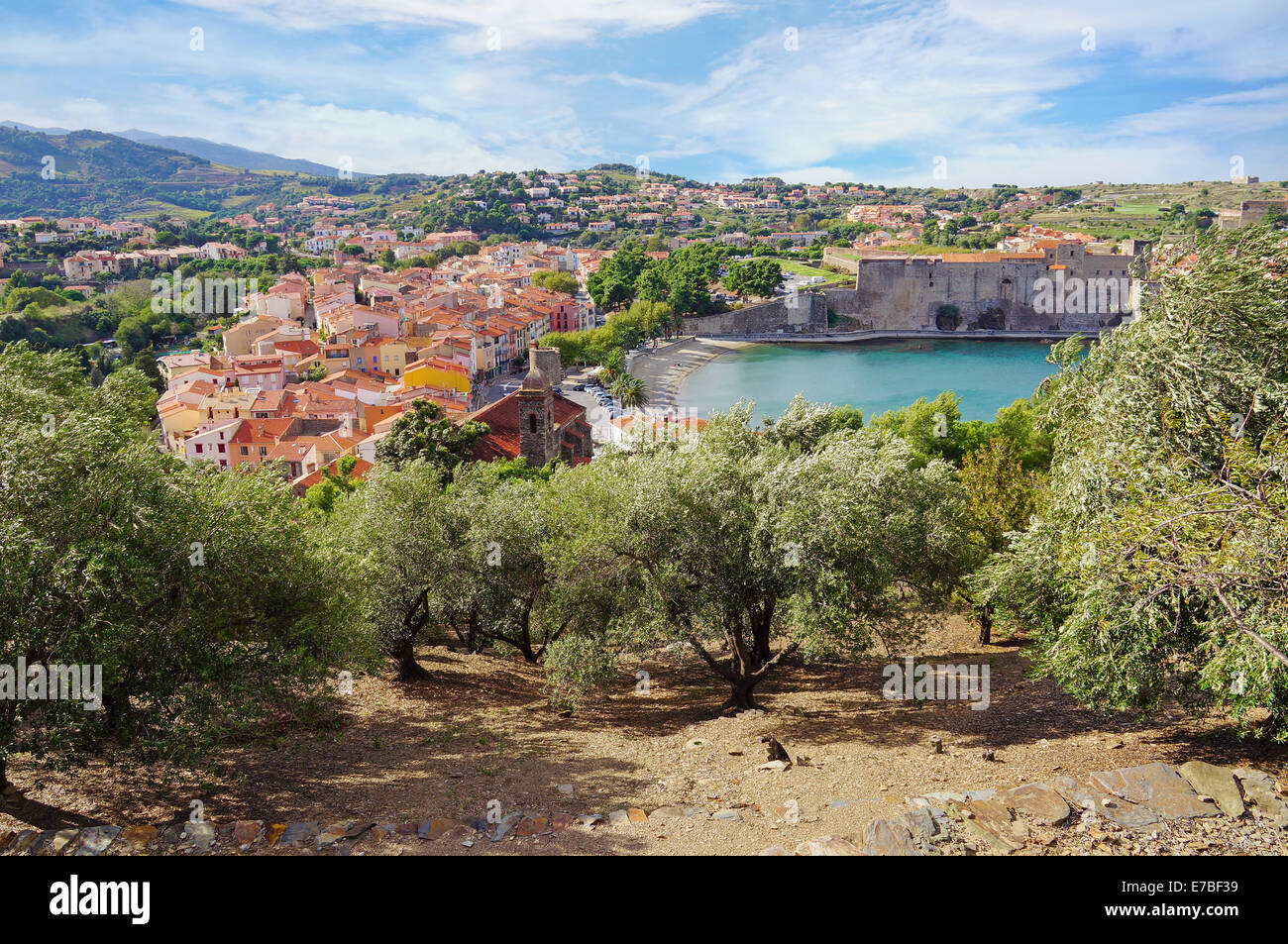 Vieux village de Méditerranée Collioure avec oliviers en premier plan, côte Vermeille, Roussillon, Pyrénées-Orientales, France Banque D'Images