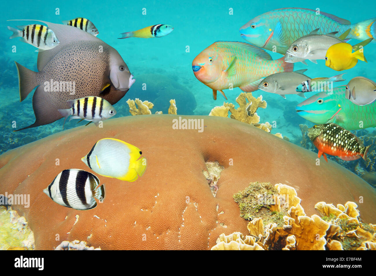 La vie sous-marine tropicale avec l'école de poissons de récif coloré et corail Banque D'Images