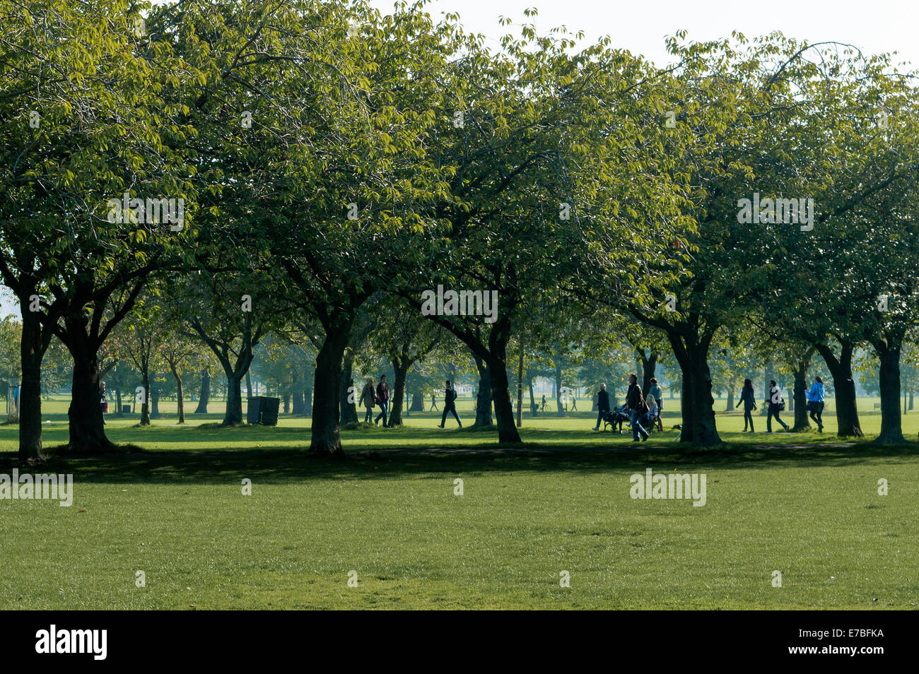 Les gens qui marchent le long des allées bordées d'arbres du parc des Meadows, Édimbourg Banque D'Images