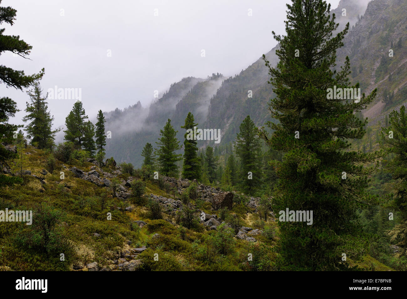 La pluie dans une forêt de montagne de Sibérie.Zun-Handagay la vallée. Sayans. République de Bouriatie Banque D'Images