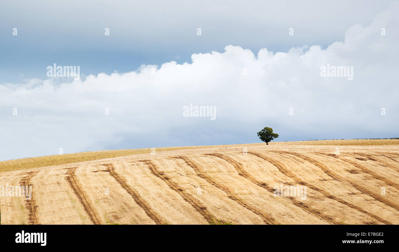 Lignes d'un champ de maïs avec arbre - faite par des machines agricoles après la récolte - Somerset UK Banque D'Images