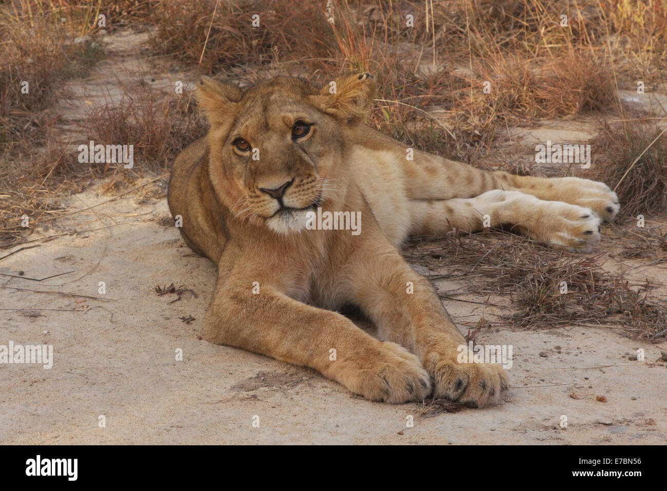 Lion Panthera leo. Jeune lion reposant sur un rocher Banque D'Images