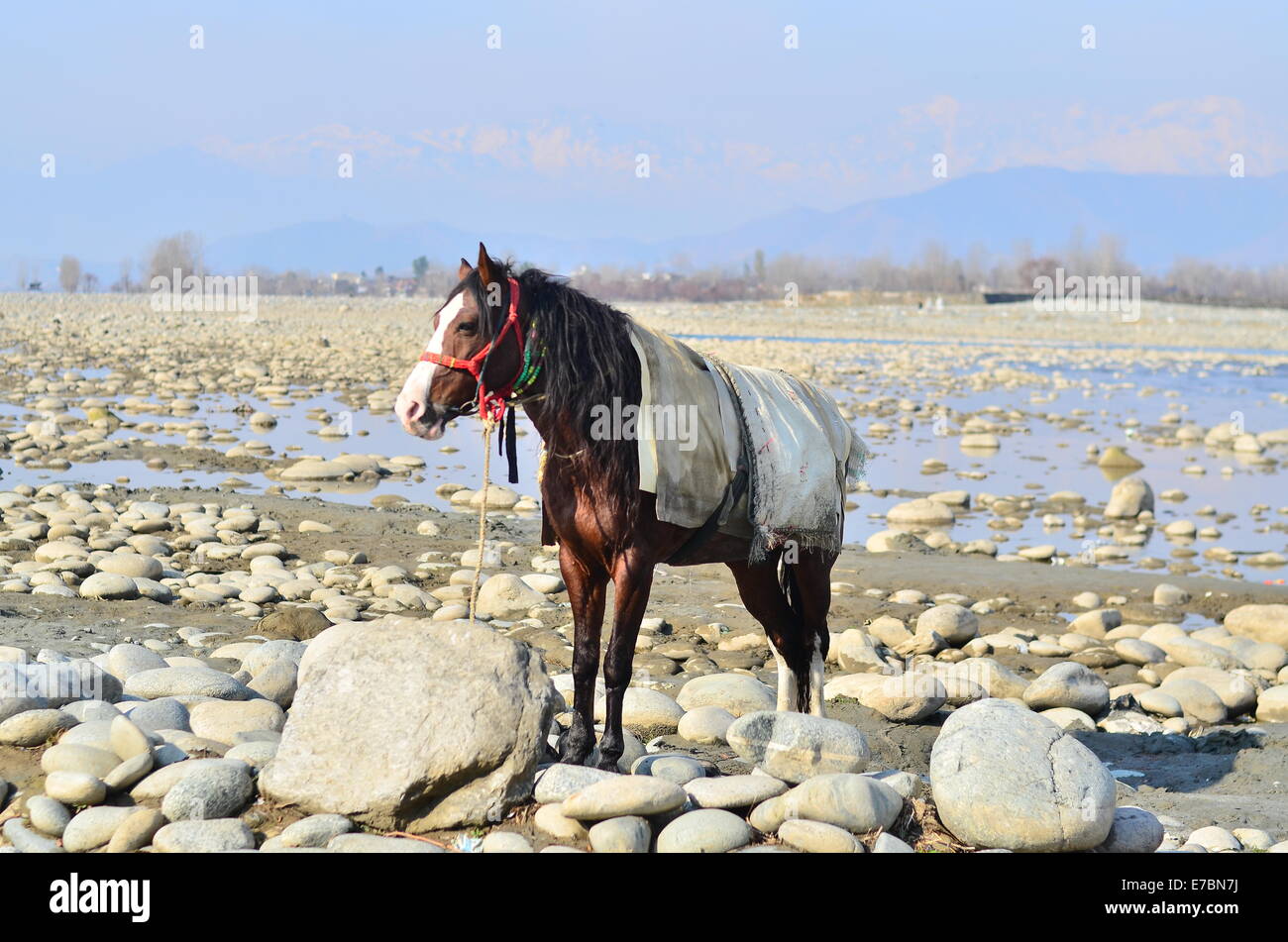 Une mule debout Banque D'Images