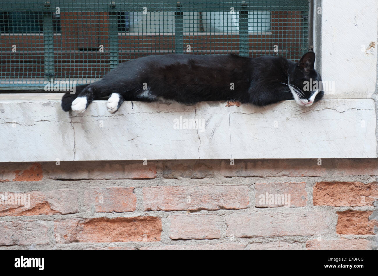 Un chat noir et blanc de dormir sur un rebord à Venise, Italie Banque D'Images