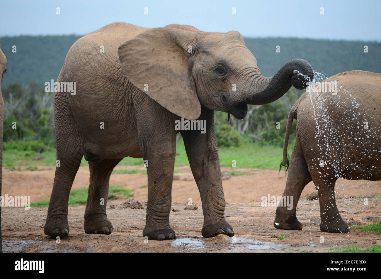 Les jeunes dans l'éléphant d'Addo Elephant Park, Afrique du Sud, de l'eau Fontaine Banque D'Images
