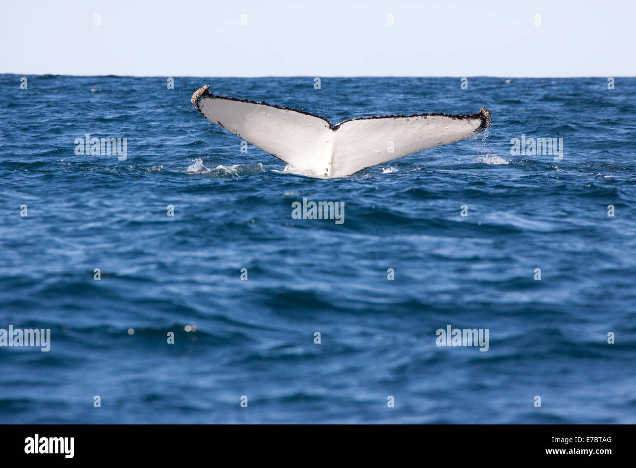 Des profils baleine à bosse (Megaptera novaeangliae) plongée sous-marine à Byron Bay, New South Whales, Australie Banque D'Images