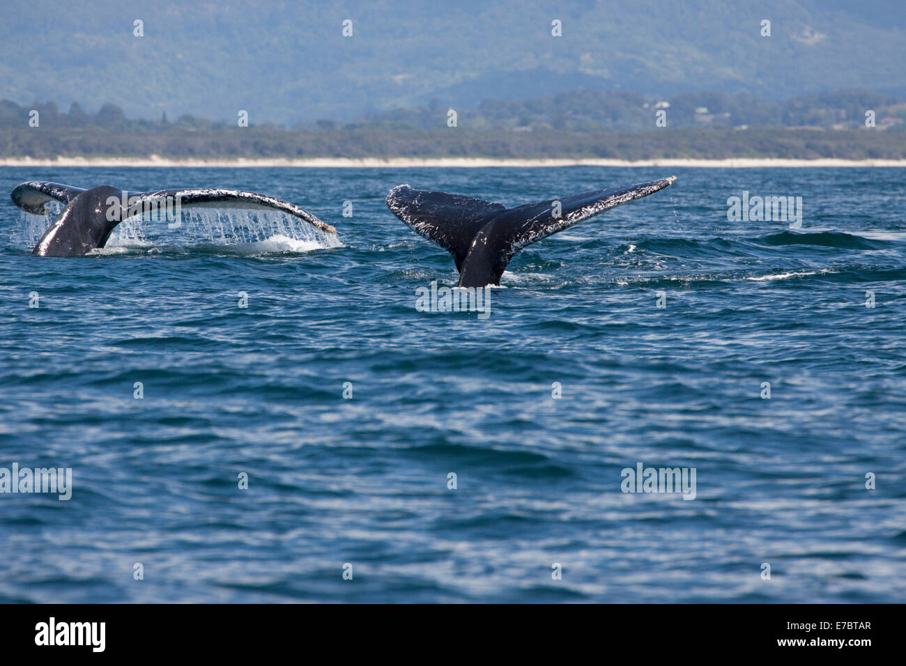 Deux baleines à bosse (Megaptera novaeangliae) plongée sous-marine à Byron Bay, New South Whales, Australie Banque D'Images