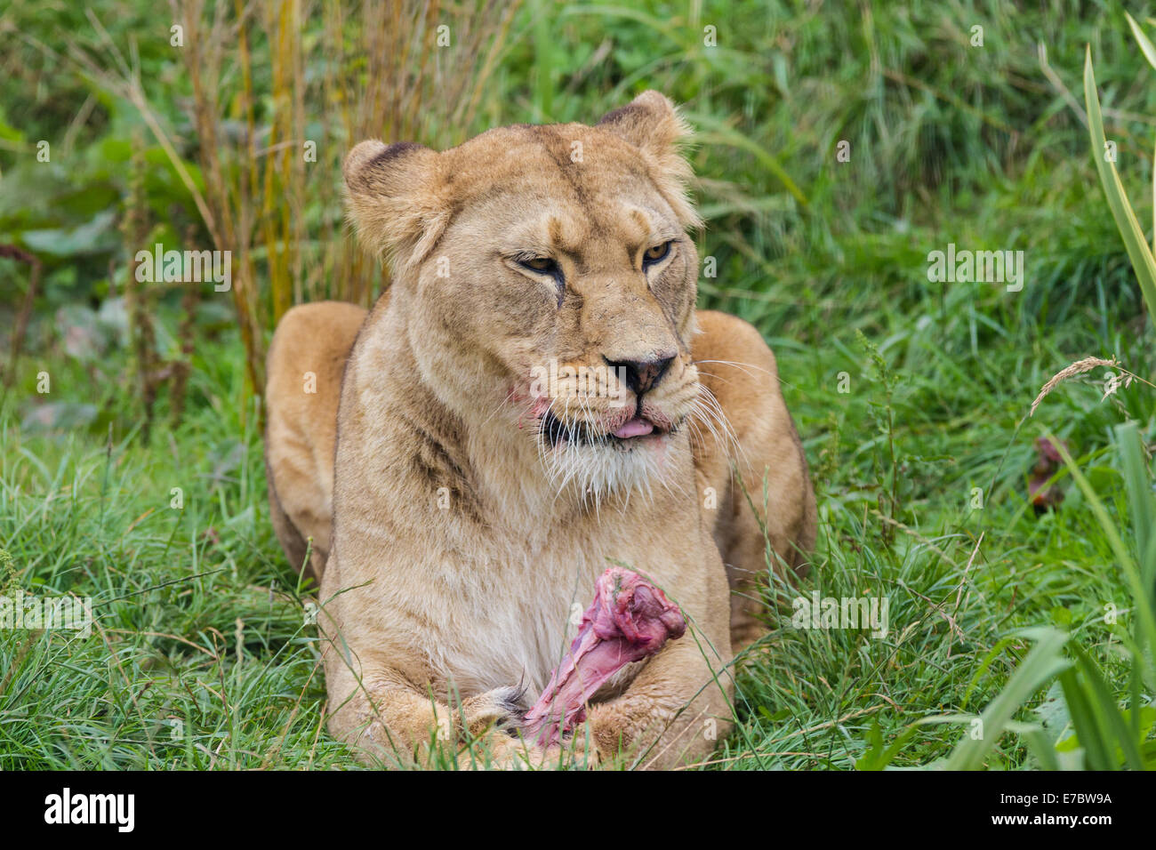 Lion en captivité nourris de viande crue Banque D'Images