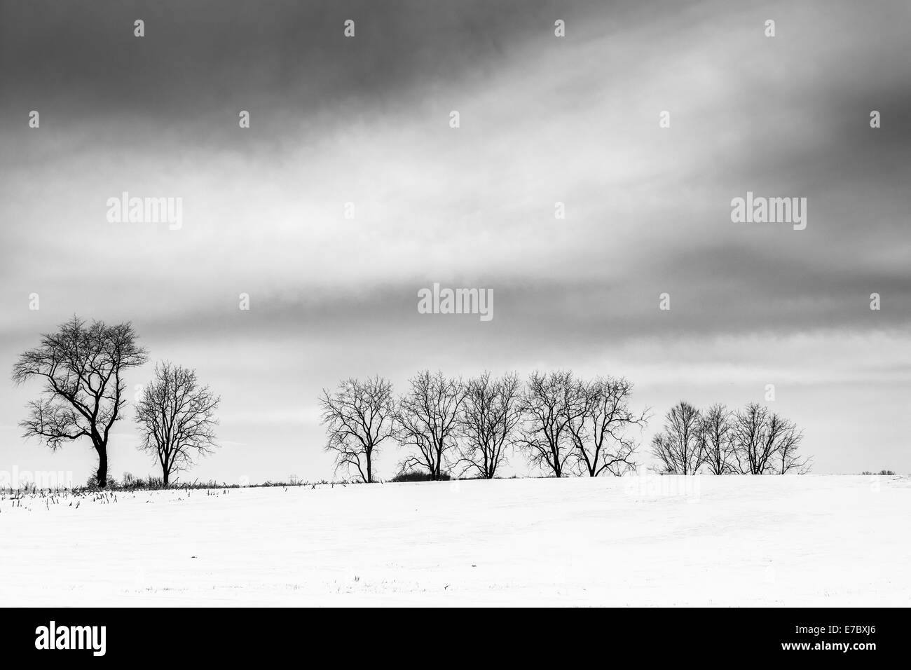 Des arbres sur un terrain couvert de neige dans les régions rurales du comté d'Adams, en Pennsylvanie. Banque D'Images