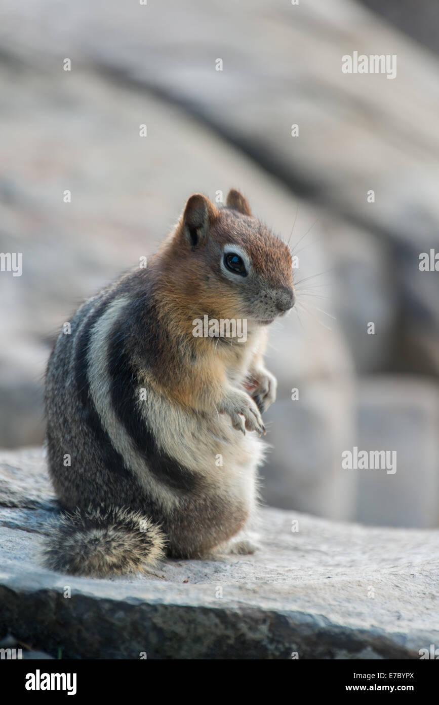 Golden-Mantled ground squirrel dans les Rocheuses canadiennes Banque D'Images