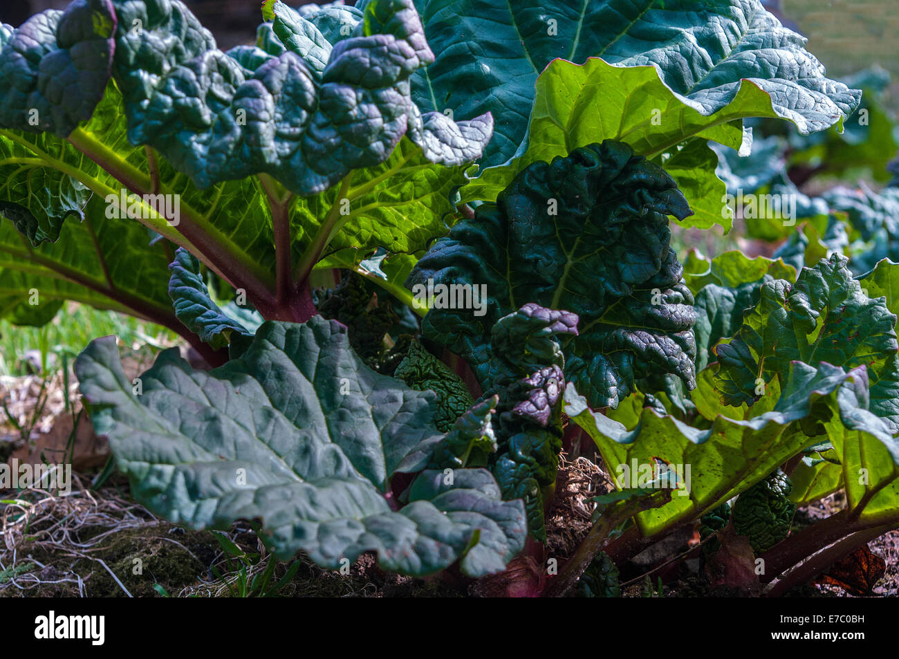 La rhubarbe plante en printemps Banque D'Images