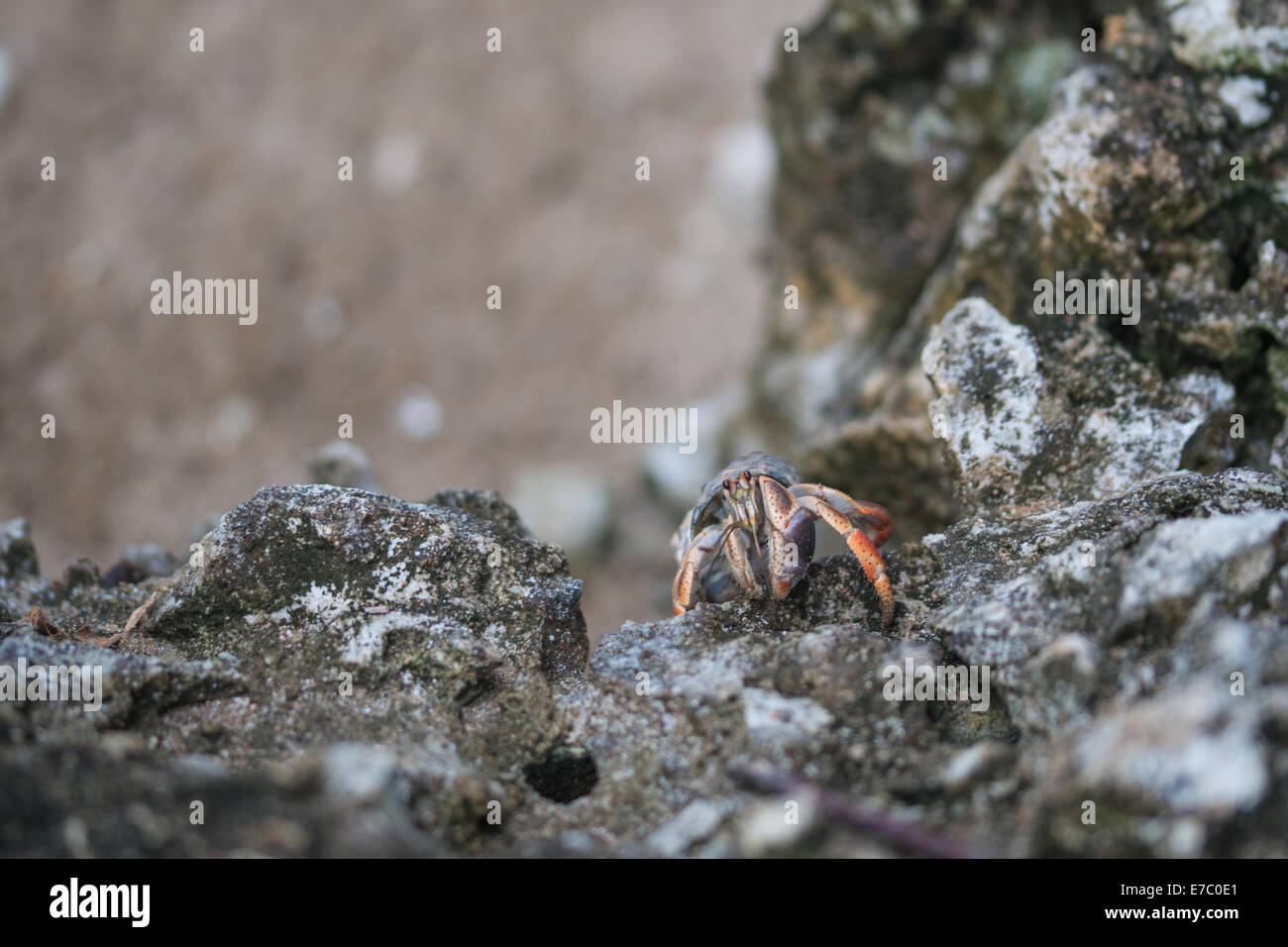 Bernard-l'ermite Banque D'Images