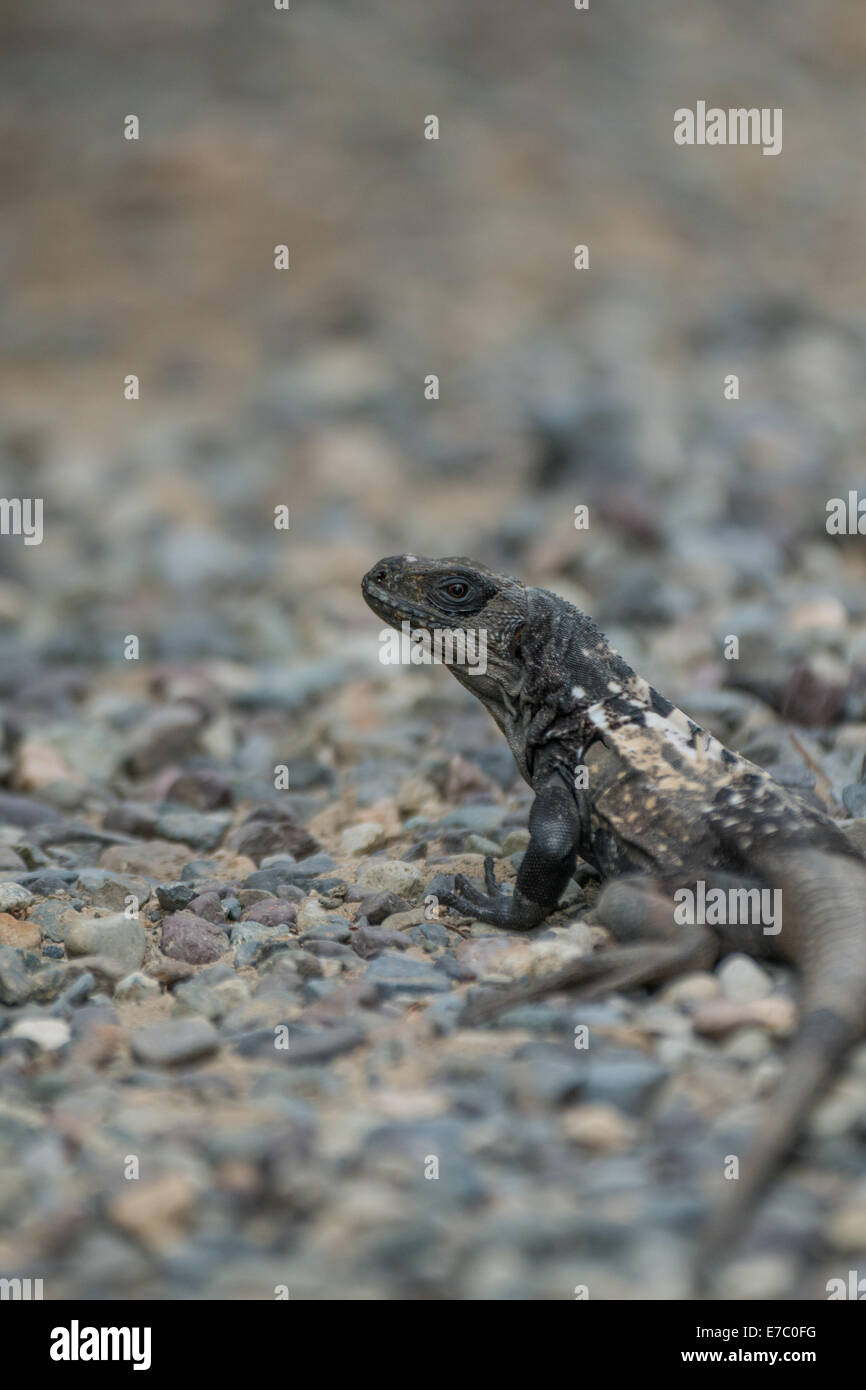Un Raotan l'iguane au Honduras Banque D'Images