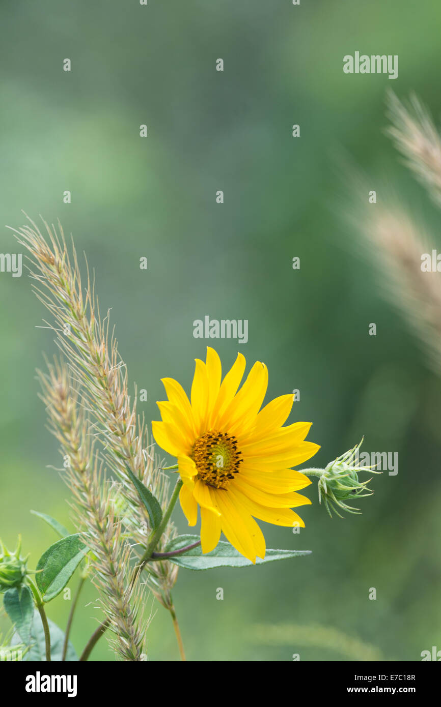 Maximilian tournesols avec fond vert Banque D'Images