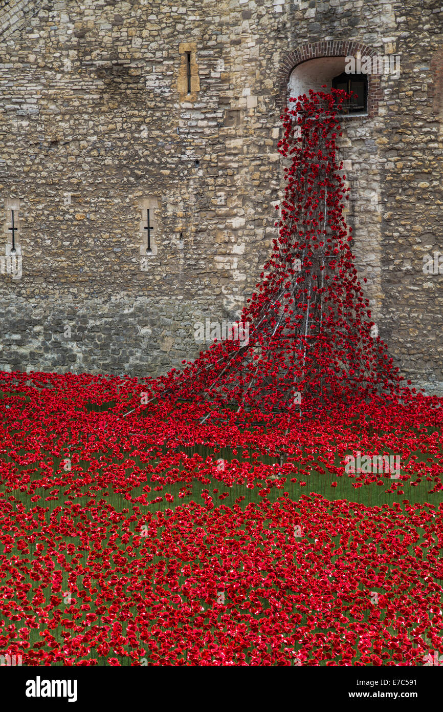 La mer de coquelicots Banque D'Images