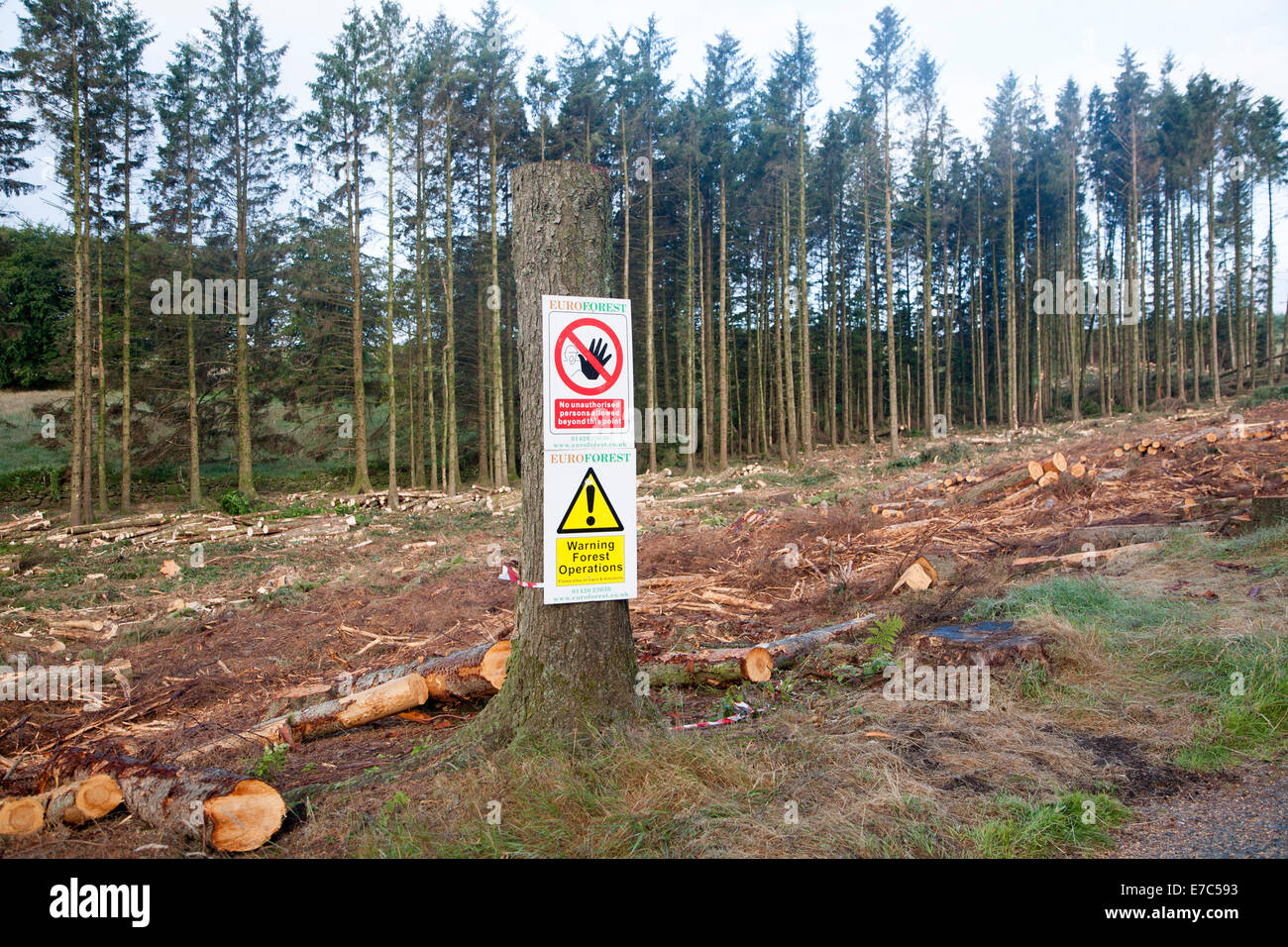 L'abattage des opérations forestières dans le parc national du Dartmoor, Bellever forêt, Postbridge, Devon, Angleterre Banque D'Images