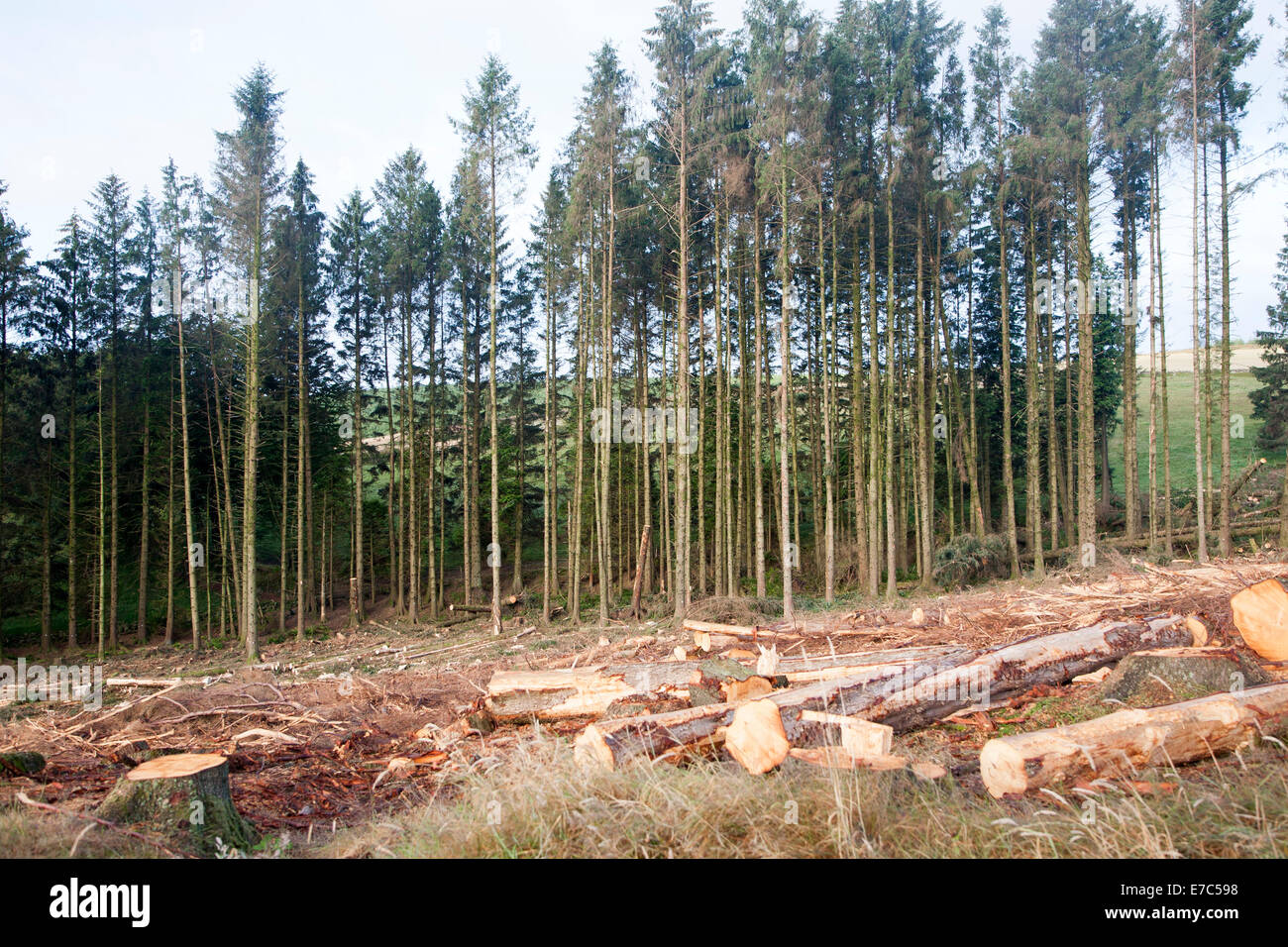 L'abattage des opérations forestières dans le parc national du Dartmoor, Bellever forêt, Postbridge, Devon, Angleterre Banque D'Images