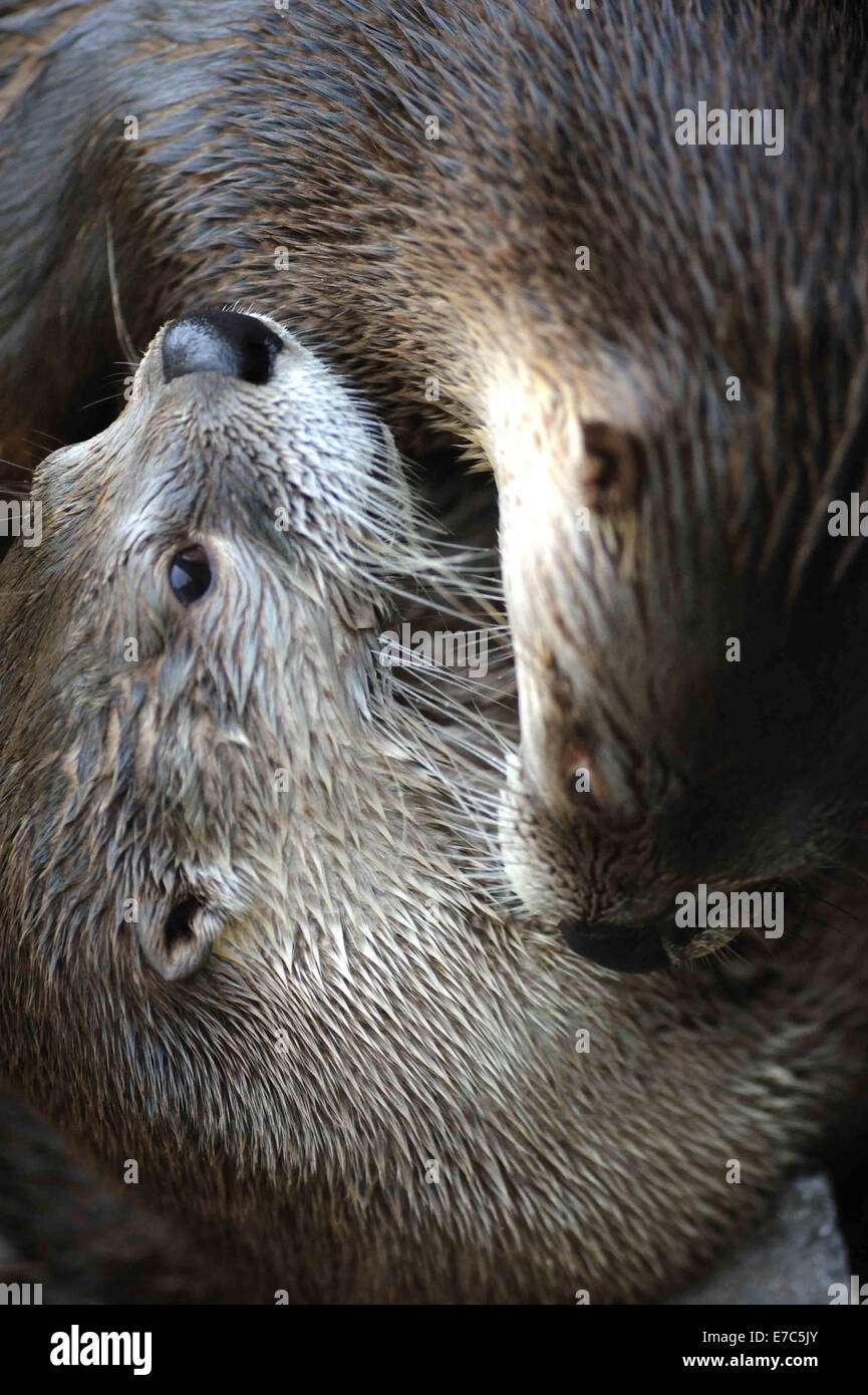 Les loutres loutre mammifères des animaux sauvages à fourrure Banque D'Images