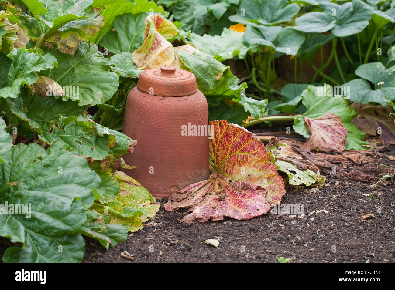 La rhubarbe (Rheum rhaponticum). La céramique ou terre cuite pot spécialement conçue pour couvrir une usine, privant ainsi de la lumière. Banque D'Images