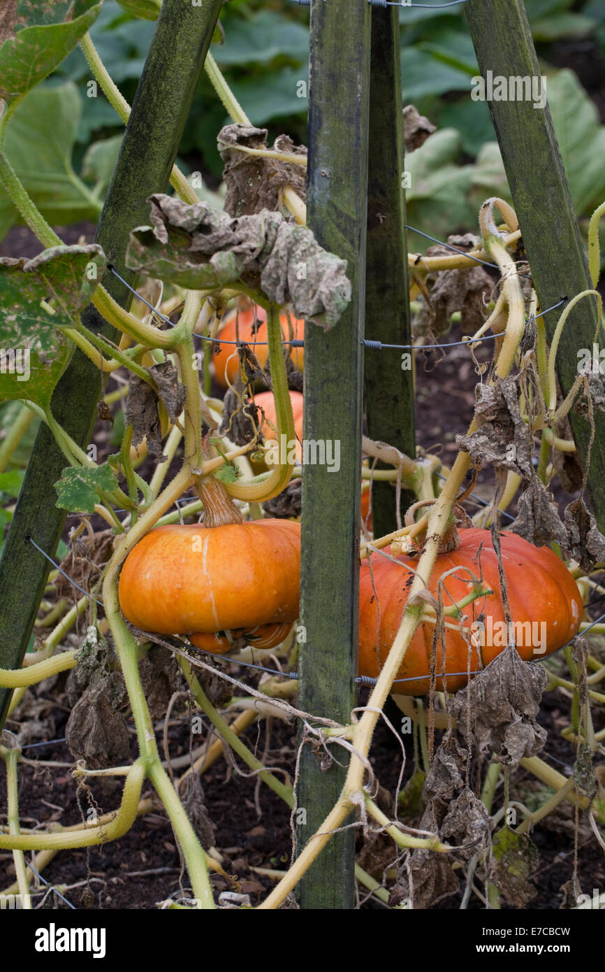 Turk's Turban Citrouille, courge ou courge (Cucurbita maxima). Fruits d'ornement cultivés, ou 'légumes'. De plus en plus et s Banque D'Images