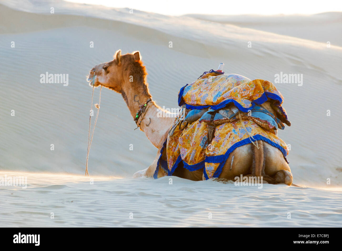 Groupe de chameaux sur le Sam dune de sable du désert de Thar, Jaisalmer, INDE Banque D'Images