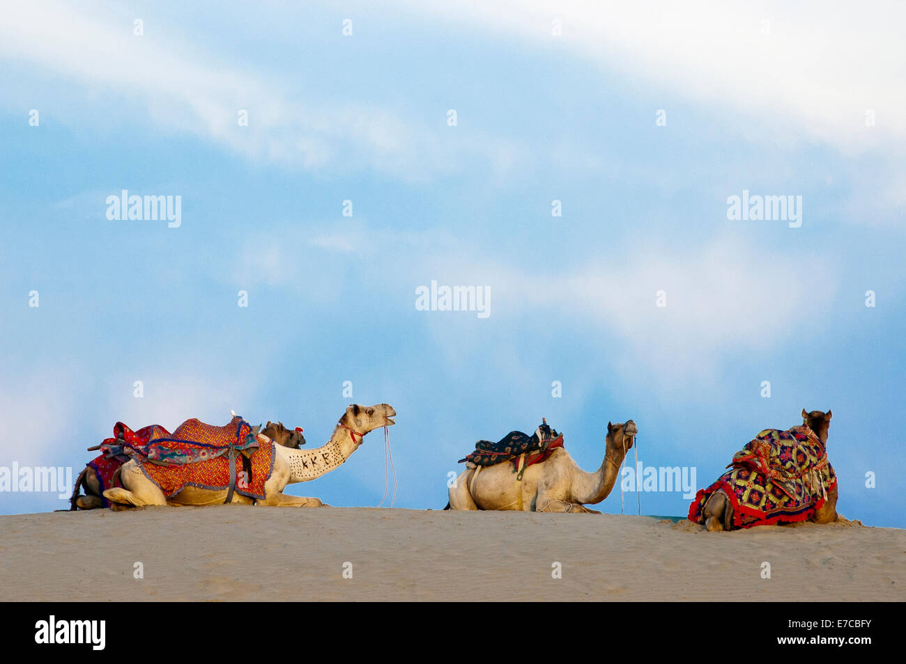 Groupe de chameaux sur le Sam dune de sable du désert de Thar, Jaisalmer, INDE Banque D'Images