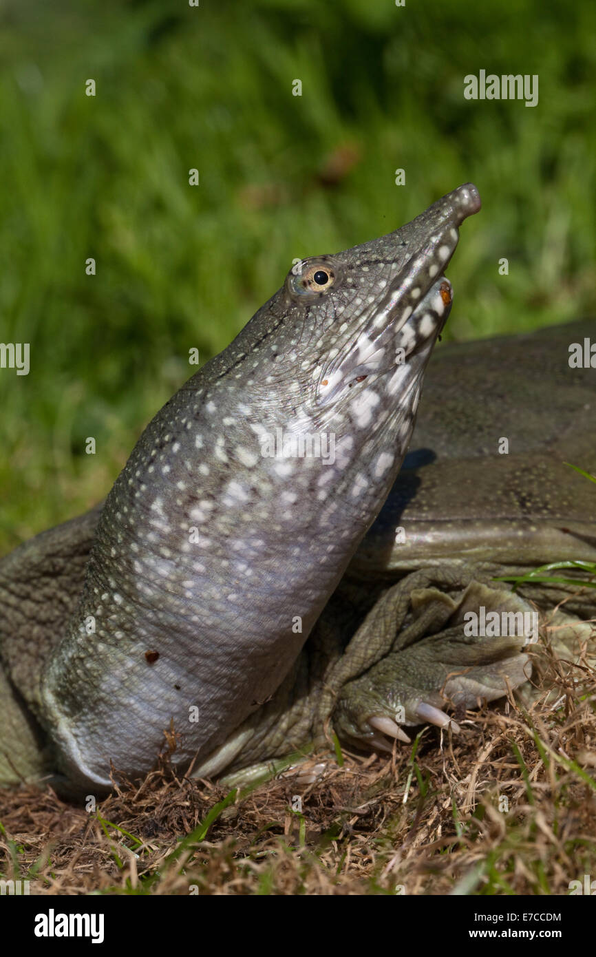 Chinese molle (Pelodiscus sinensis). Sur la terre ferme. Tête et cou allongé. Banque D'Images