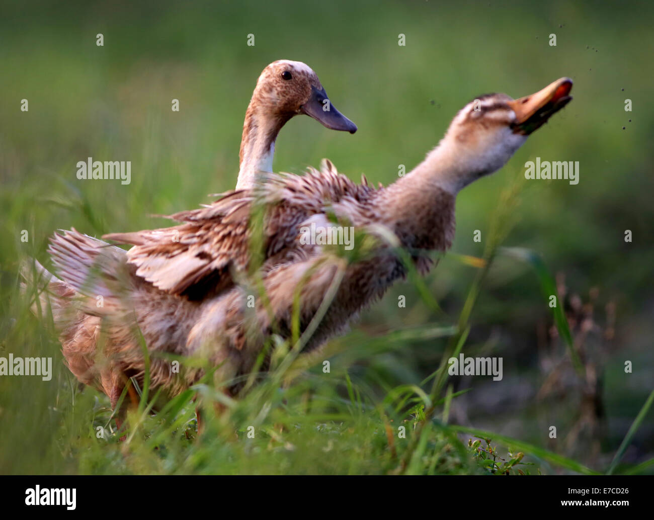 Close up de deux canards dans grass field Banque D'Images