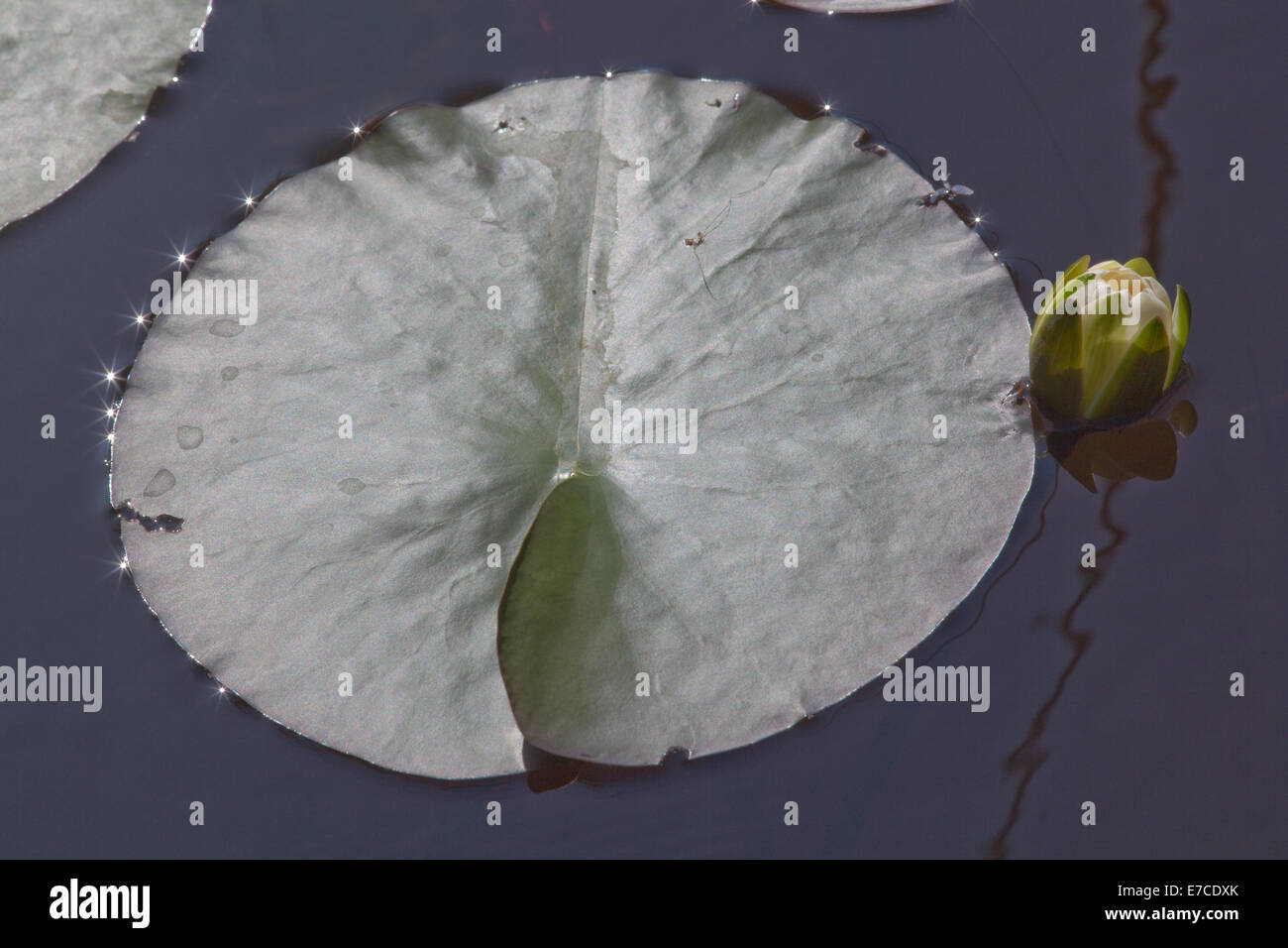 White Water-lily (Nymphaea alba). Feuille ou pad, et bud sur surface de l'eau. Calthorpe vaste NNR, SSSI . Mai. Ingham. Le Norfolk. UK. Banque D'Images