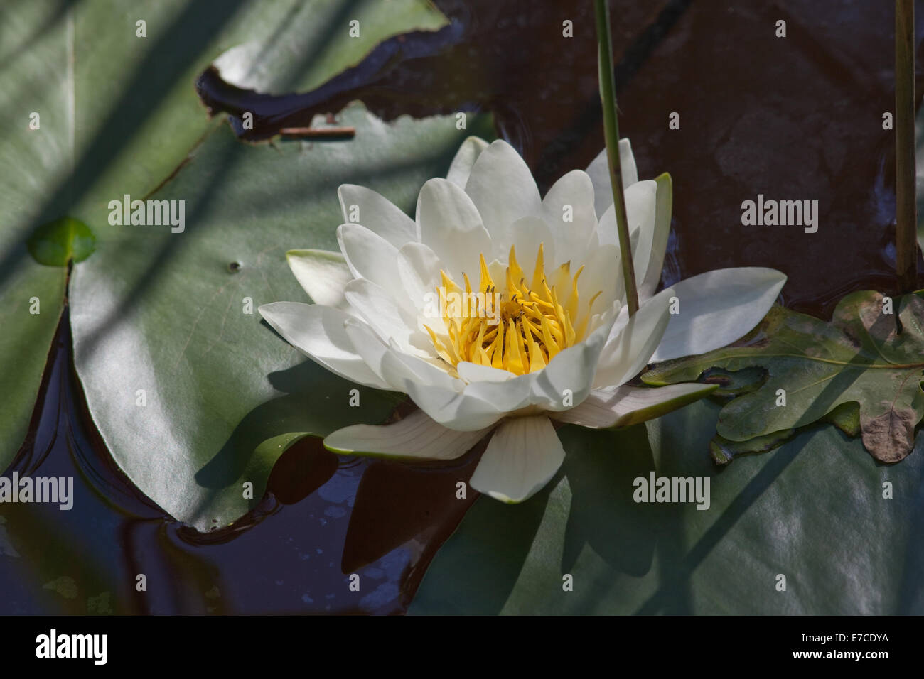 White Water-lily (Nymphaea alba). Calthorpe Large, NNR. Le SISP. Le Norfolk. Banque D'Images