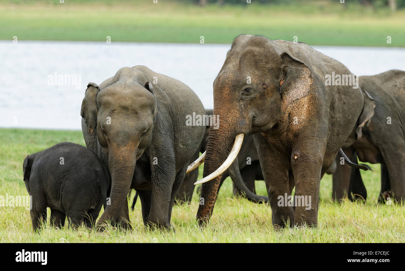 Elephant Tusker au féminin en Kaudulla, Sri Lanka Banque D'Images