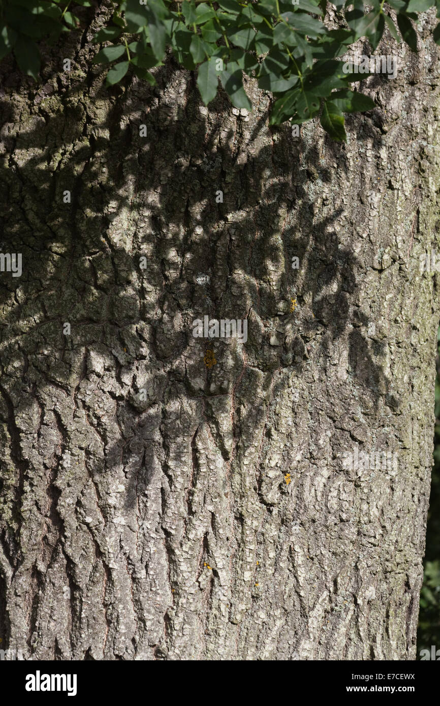 Frêne (Fraxinus excelsior). Tronc d'un arbre adulte, avec ombre de feuilles qui tombent sur l'écorce. L'été. Banque D'Images