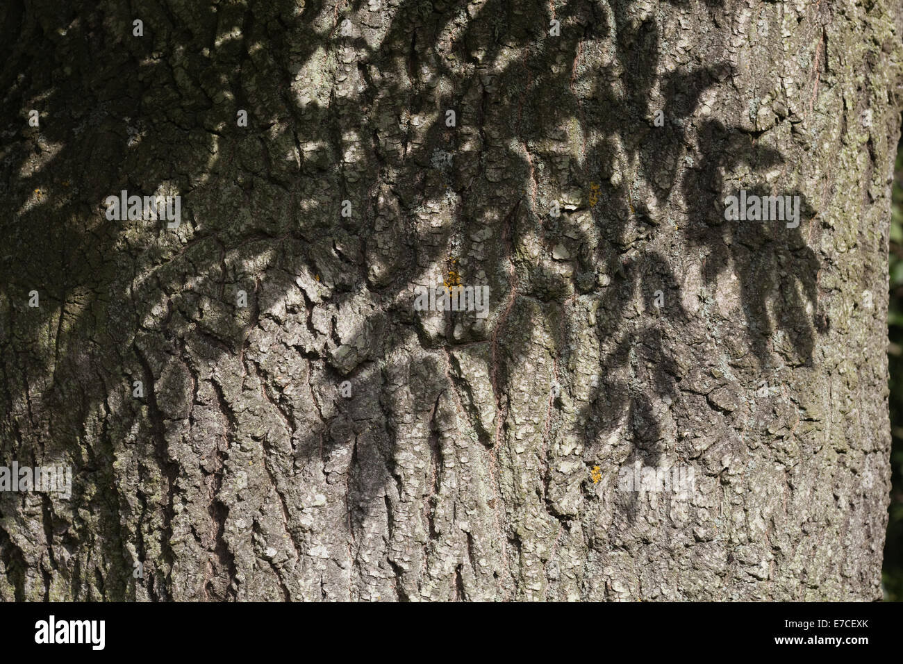 Frêne (Fraxinus excelsior). Tronc d'un arbre adulte, avec ombre de feuilles qui tombent sur l'écorce. L'été. Banque D'Images