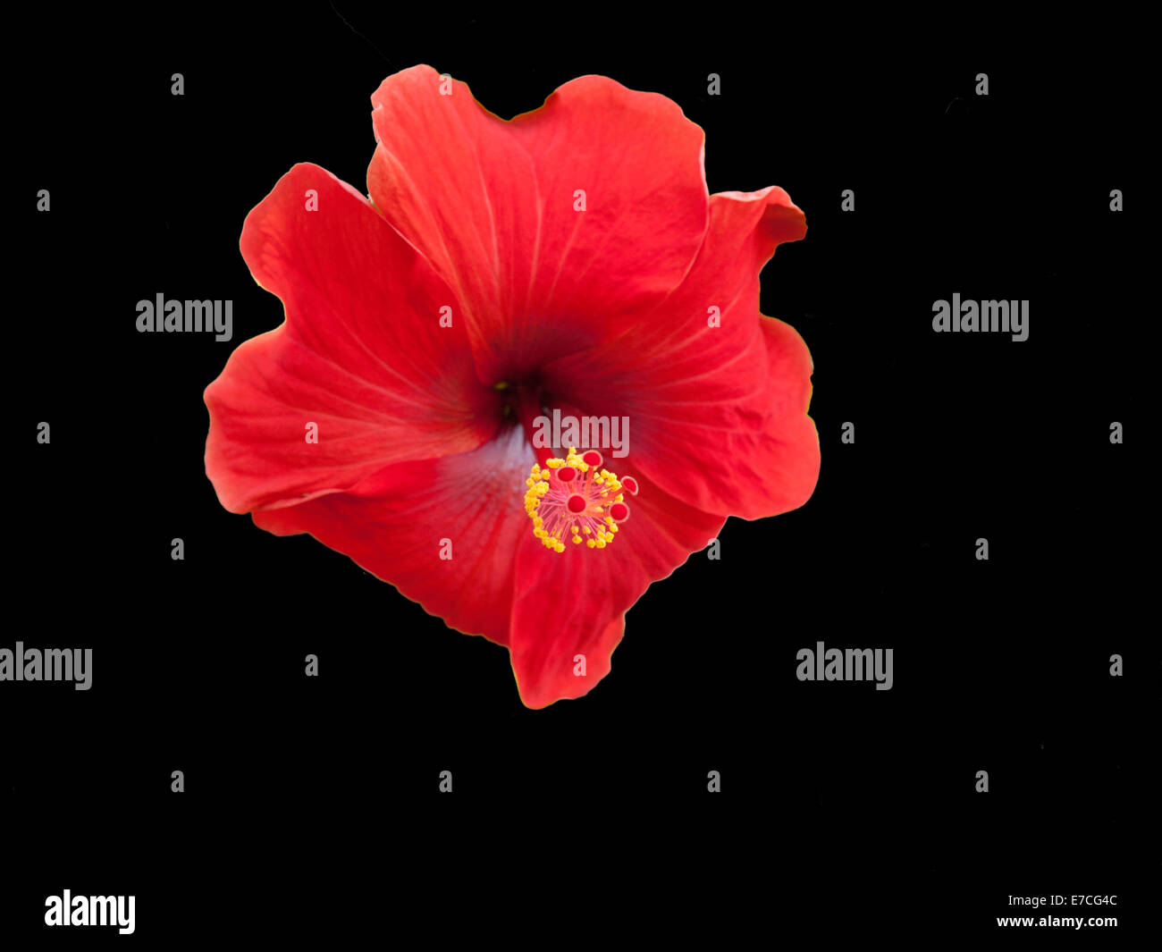 Hibiscus flower isolated on black Banque D'Images